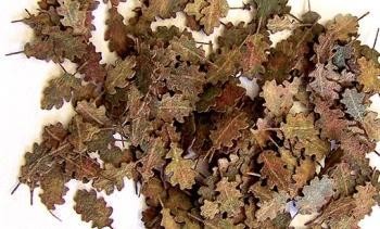 Plus model 288 Maple leaves - extra colors 1:35