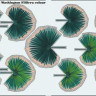 Eduard 36206 Leaves Palm Washington Filifera colour