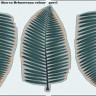 Eduard 36207 Leaves Palm Howea Belmoreana colour
