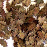 Plus model 287 Oak leaves - extra colors 1:35